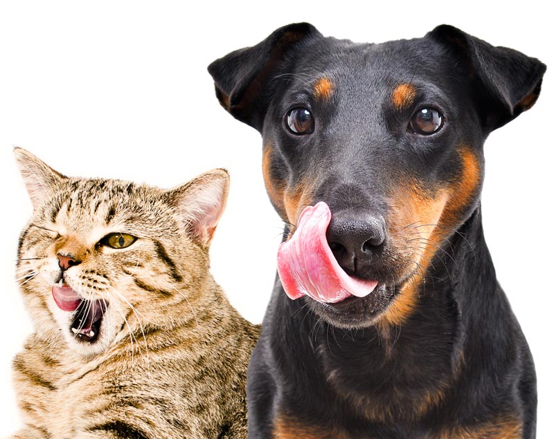 Ernährungspläne für Hunde und Katzen